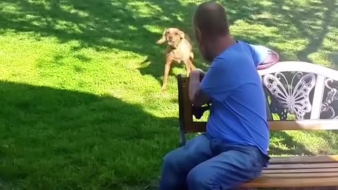 Dog attachment