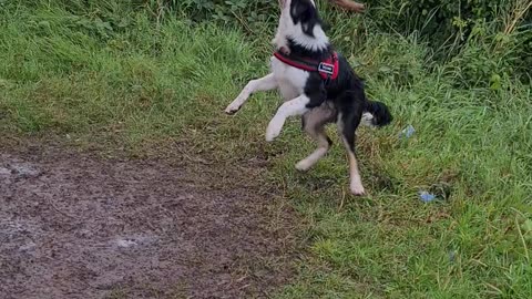 Mylo playing on his rope swing