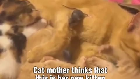 Cat and Mouse - There's a Lesson Here