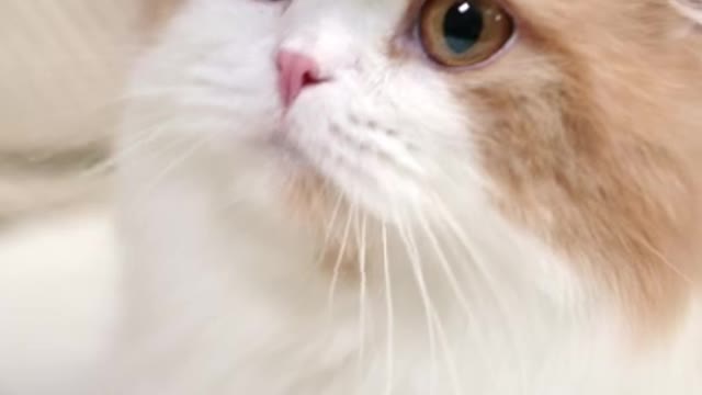 Cute cat video