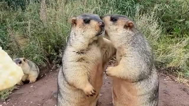 Dude, don't grab the cookies. They're for me