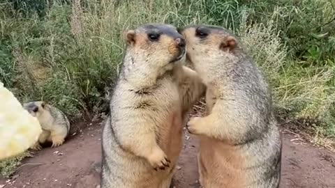 Dude, don't grab the cookies. They're for me