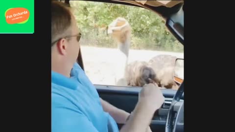 TRY NOT TO LAUGH - Funniest Fails Compilation 2024