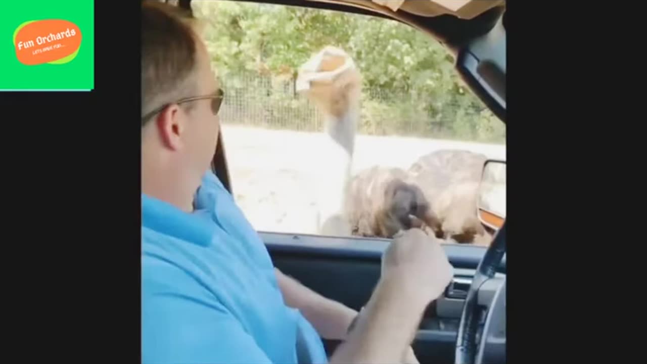 TRY NOT TO LAUGH - Funniest Fails Compilation 2024