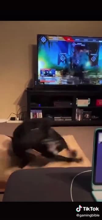 #Dog Thought It Was Real #LOL