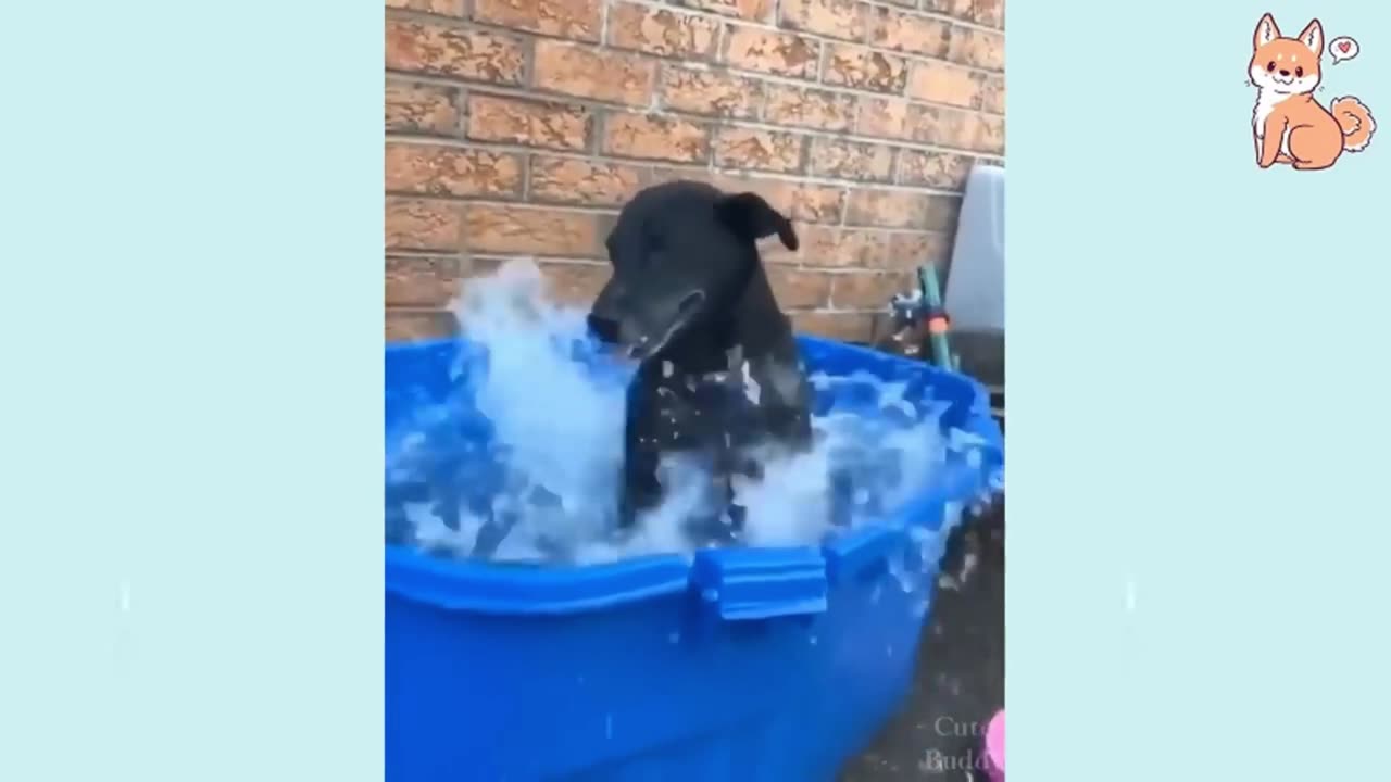 Dog funny video, you can't control your laugh