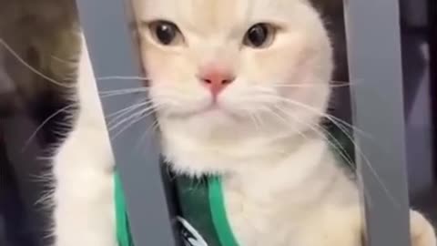 Cute cat and funny animals