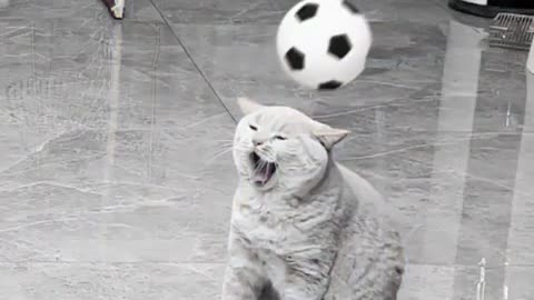 Funny cat play football