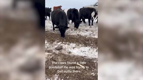 Funny and cute