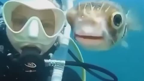 Have a good laugh with these funny animals 🤣🤣