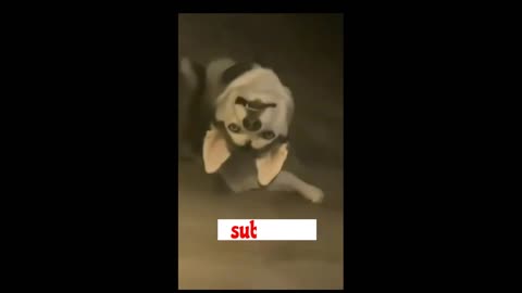 funny pakistani videos cute cats and dogs funny dubbing