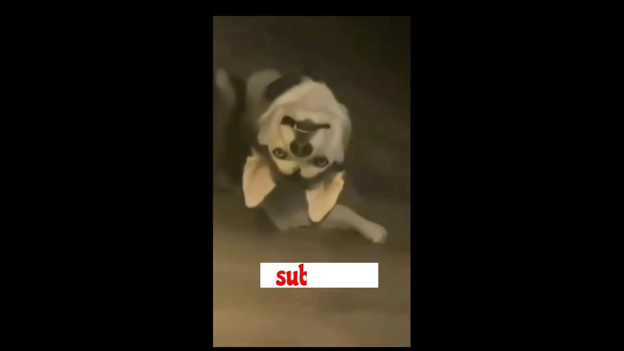funny pakistani videos cute cats and dogs funny dubbing