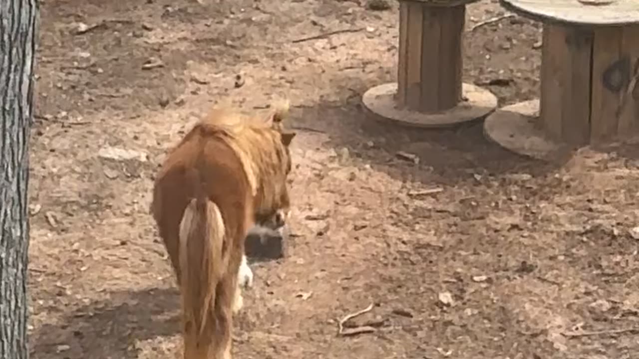 Girl Shares Hair Tie With Pony