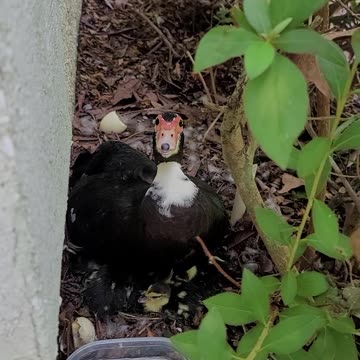 Mama Muscovy Ducks Part 2. They Hatched Today!!!
