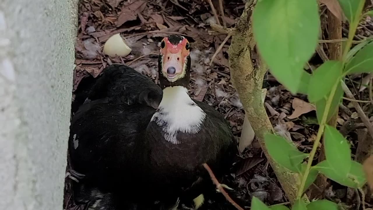 Mama Muscovy Ducks Part 2. They Hatched Today!!!