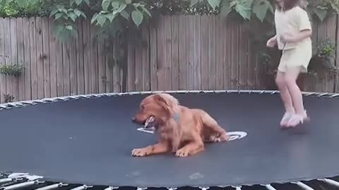 Dog Loves to Play on Trampoline