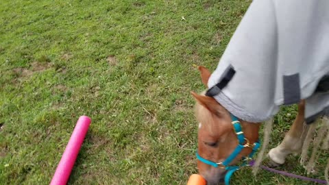 Pool noodle discovery
