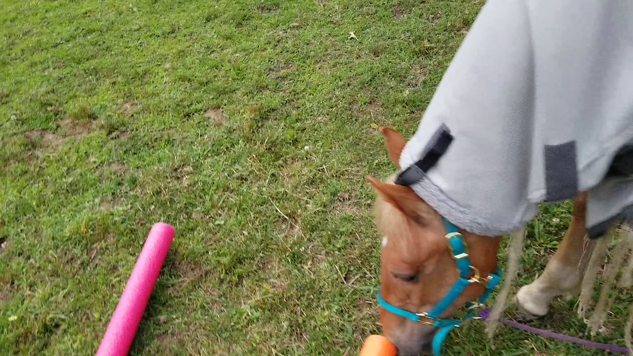 Pool noodle discovery
