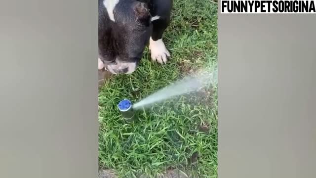 Funny Dog is Making Us Laugh