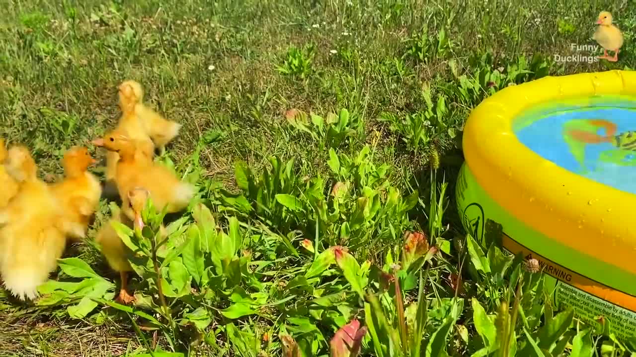 funny video
