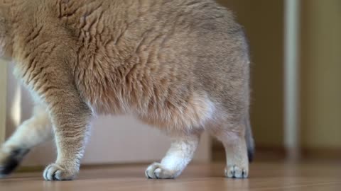 Hosico and mouse