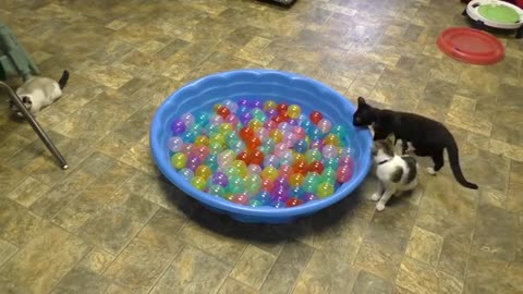 Fannyy cat video