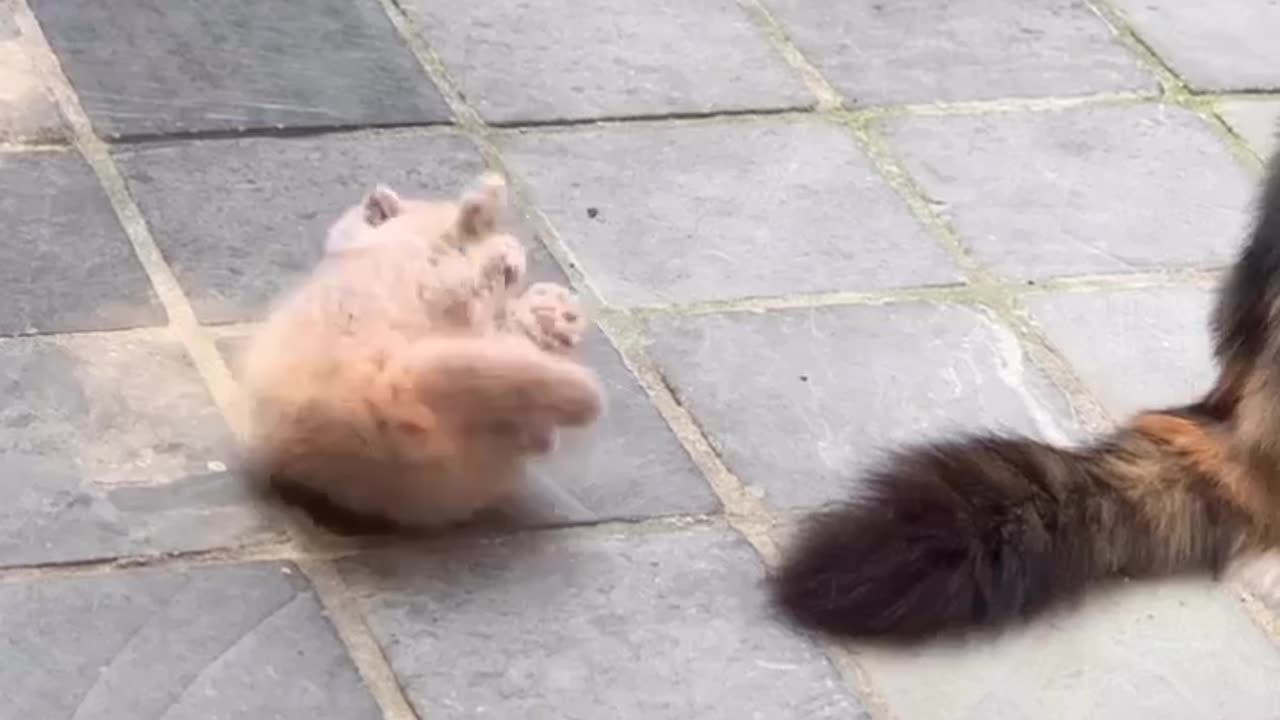 When you are too chonky to get up🫢