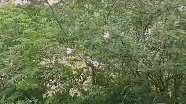beautiful little garden