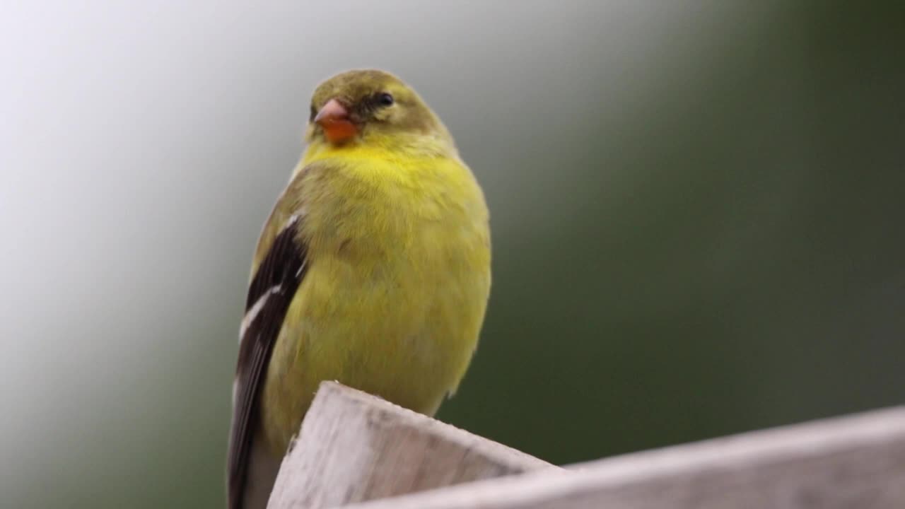 Goldfinch eyes problems