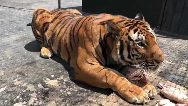 Alcyone, A Siberian Tiger, Growling At A Caretaker (Not At Me)...