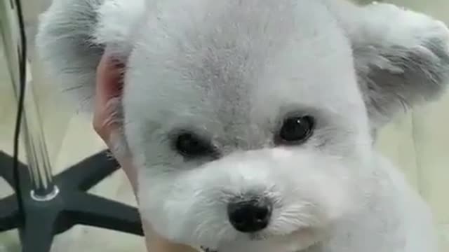 The happiest time for a dog, cut his hair and let him have a new hairstyle