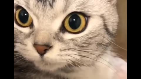 Funniest Cats Videos That Will Make You Laugh.