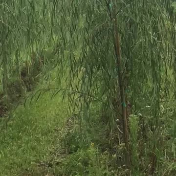 Weeping willows being grown at a field at Highland Hill Farm