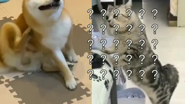 #dog