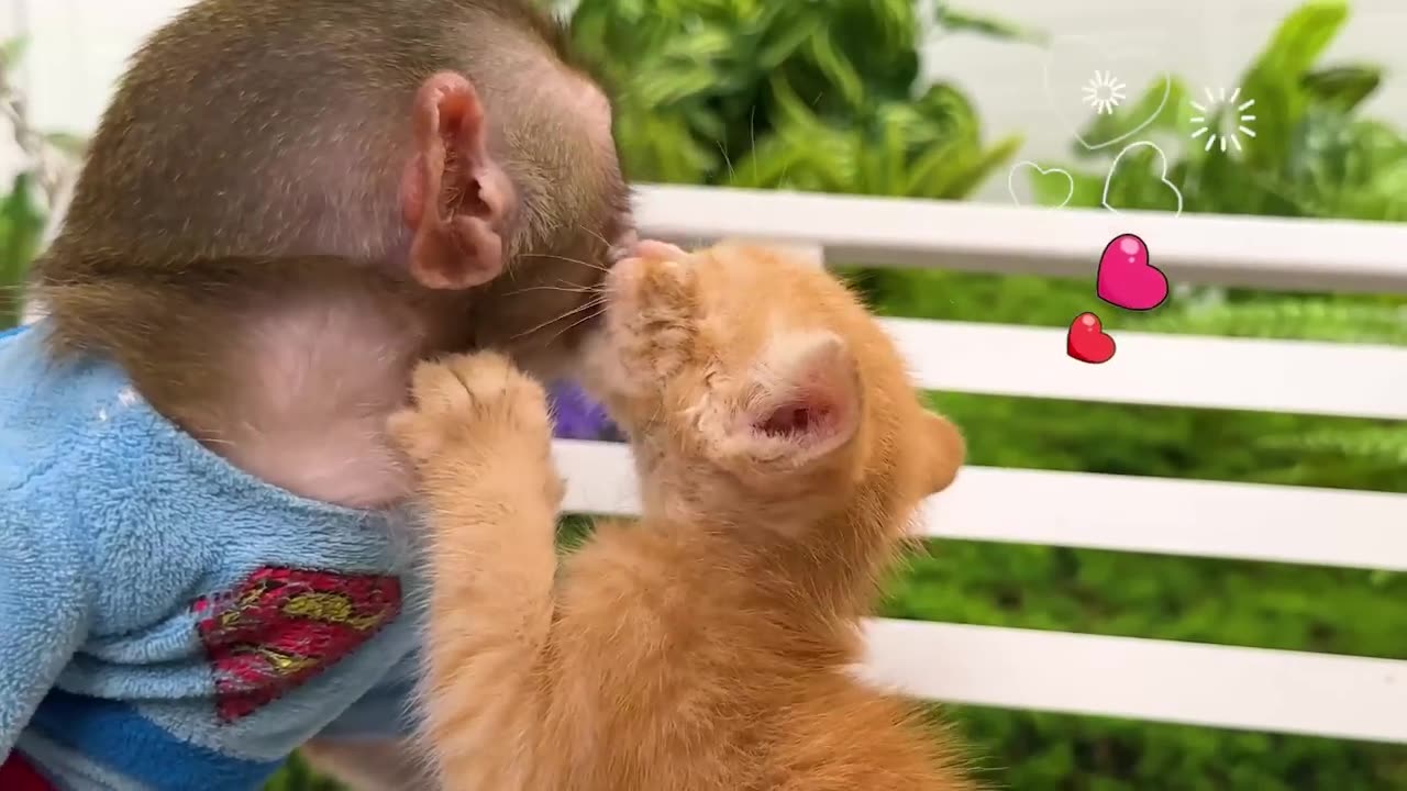 Cat🐈 and monkey🐒 love ❤️