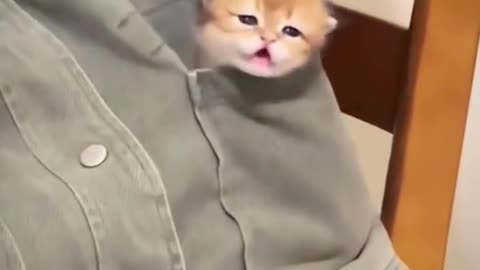 Cute cat