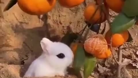 Cute Animal Video