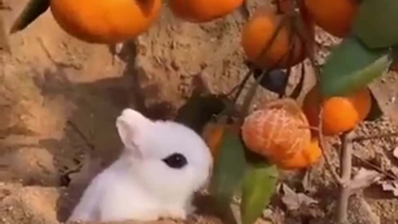 Cute Animal Video