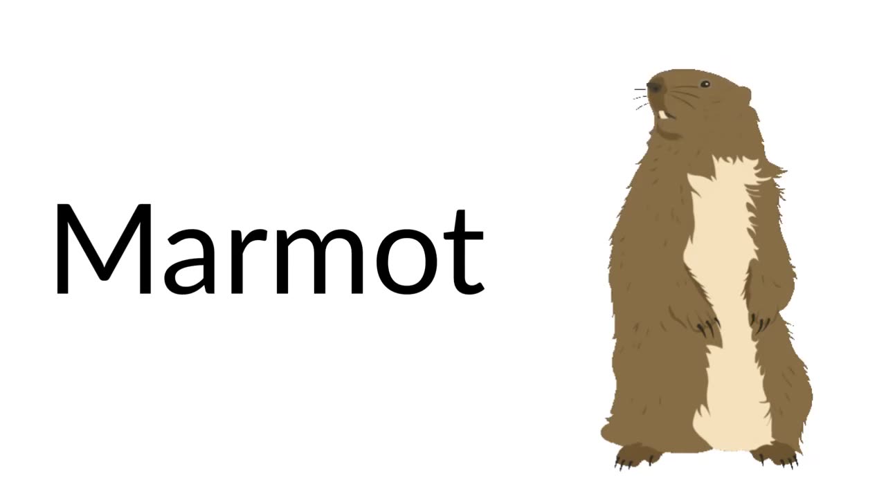 Marmot. (A-Z Animals, Wildlife, World Animals, Pets, Zoo, Animalia)