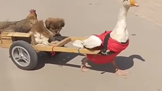 Baby Dogs too Funny