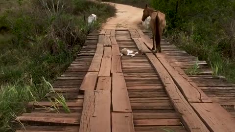 Baby Horse Rescued From Bridge | The Dodo