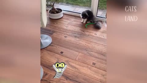 OMG So Cute Cats ♥ Best Funny Cat Videos 2021 #81