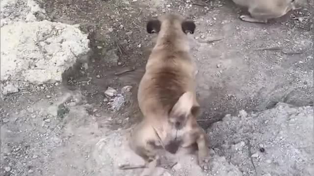 Funny Cats and Dogs 🐱🐶