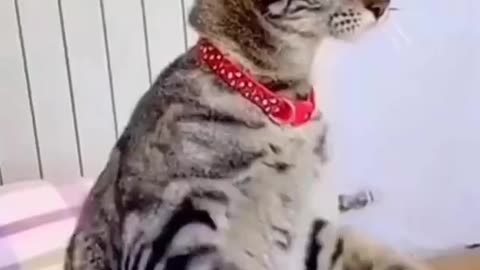 Cute cat 😂😂video