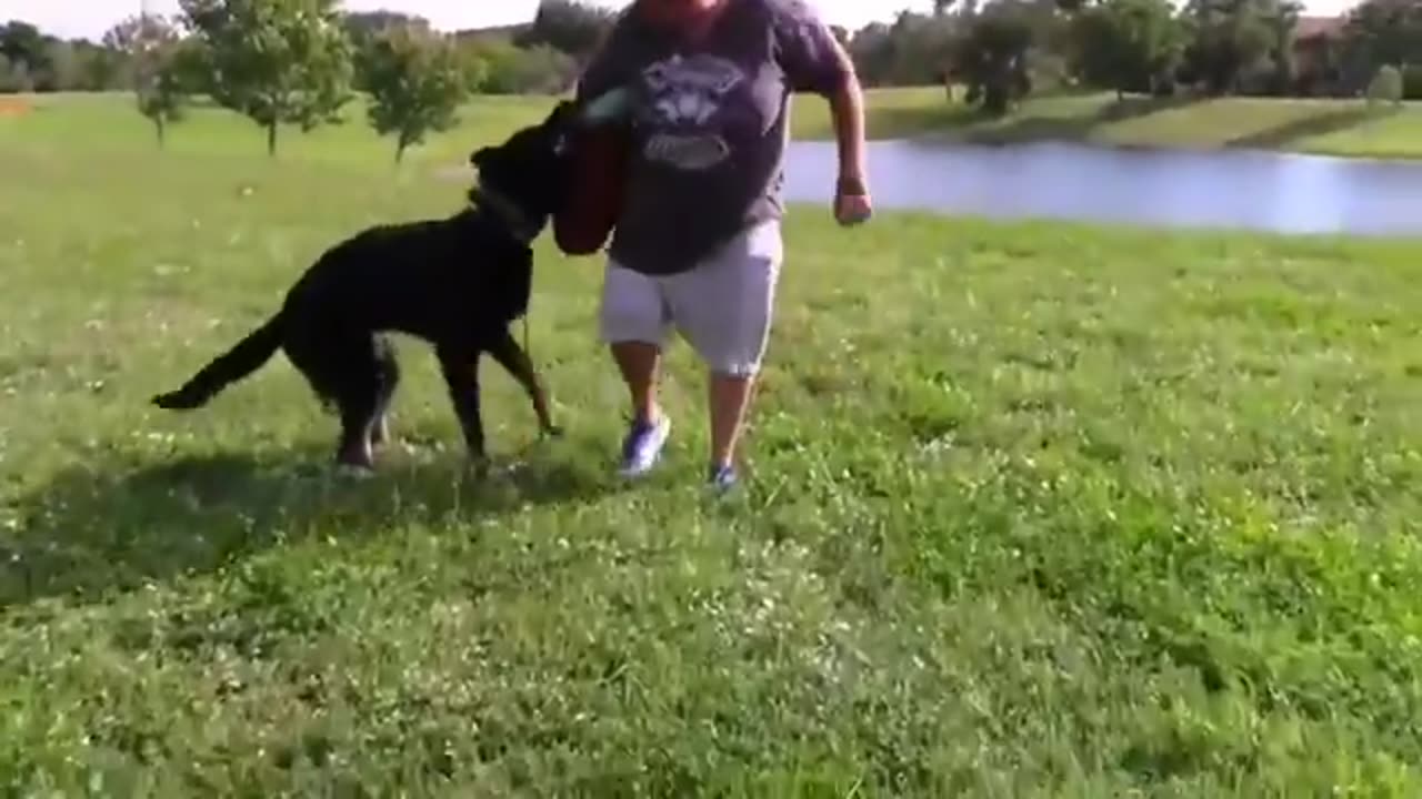 Dog Fully Aggressive With Few Simple Tips