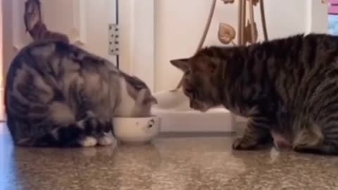 Cute two cats eating and play #cat