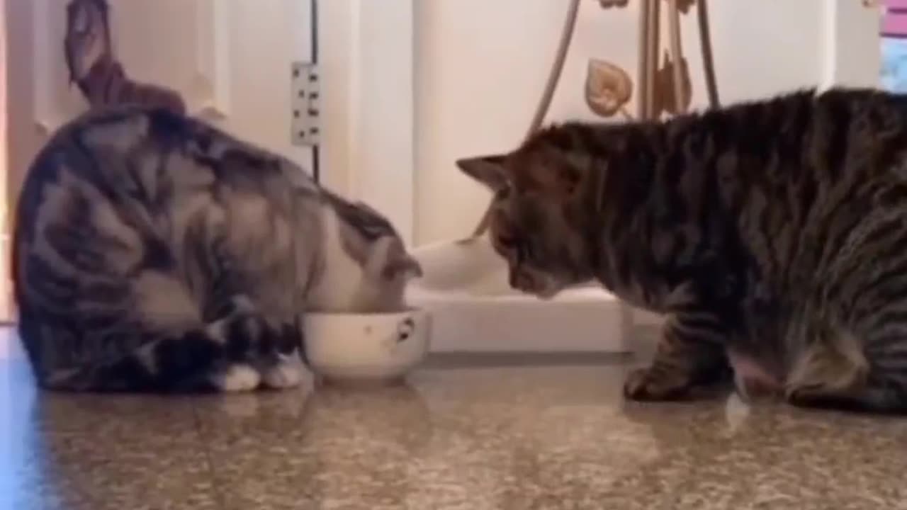 Cute two cats eating and play #cat