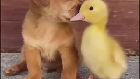 Dog and cat video