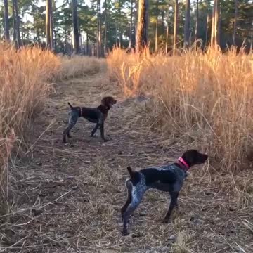 The twins on a covey of quail