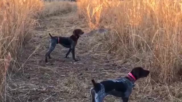 The twins on a covey of quail